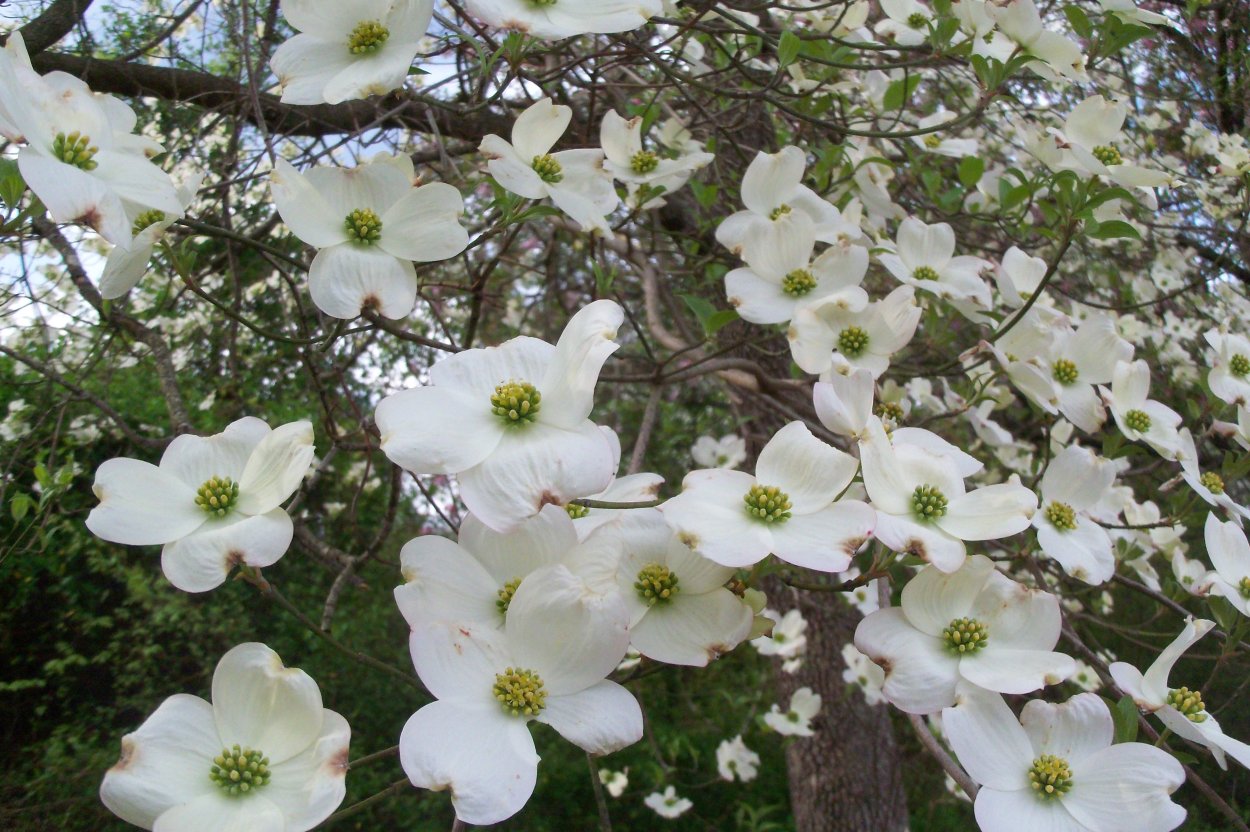 Flowering Dogwood растение