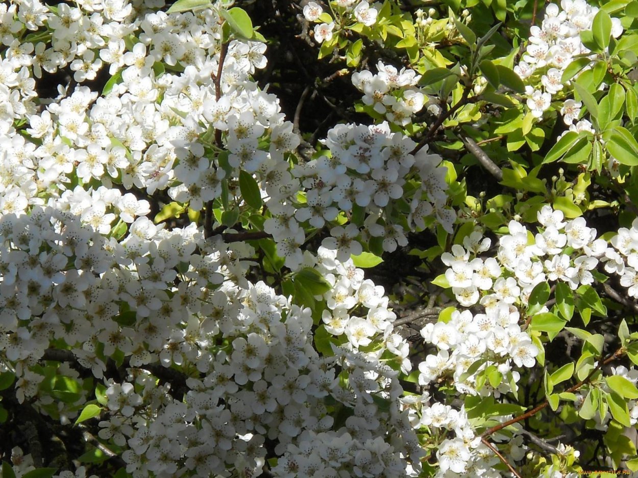 Спирея ниппонская White Carpet