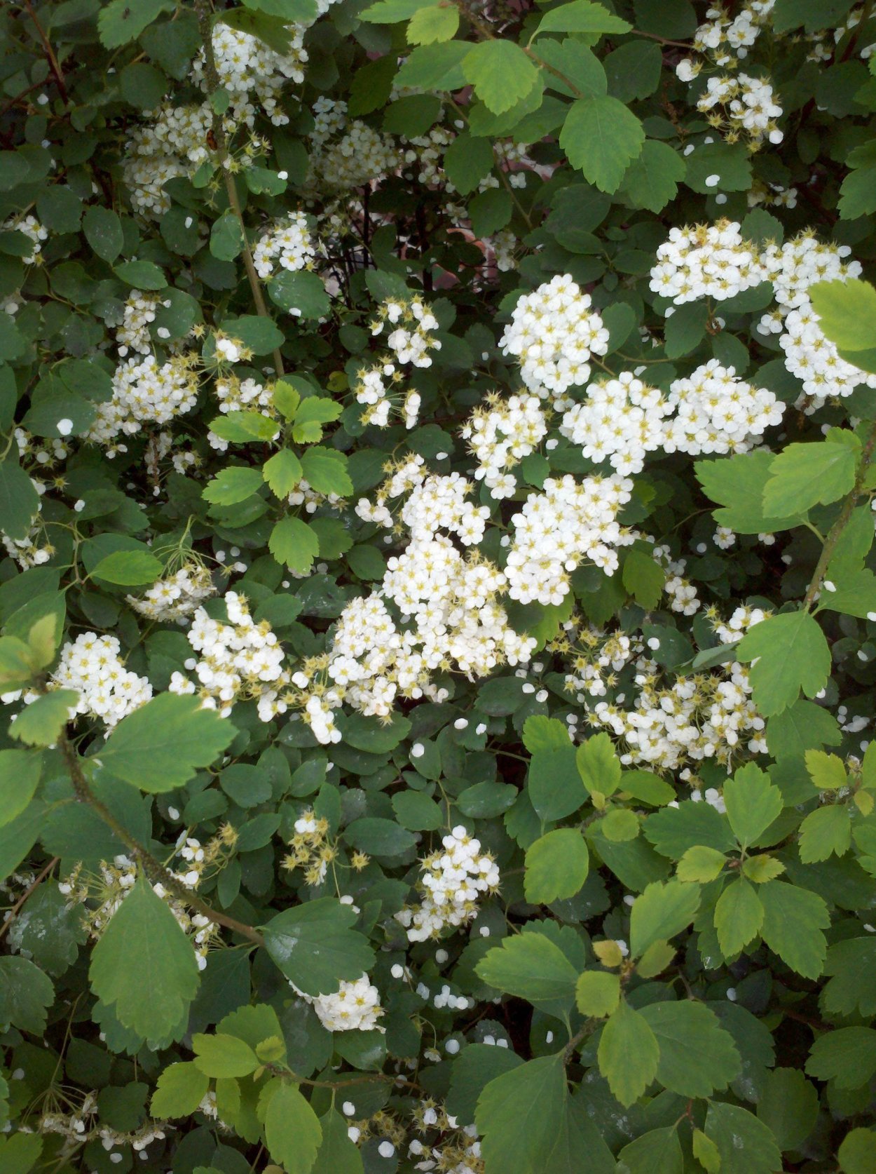 Спирея городчатая