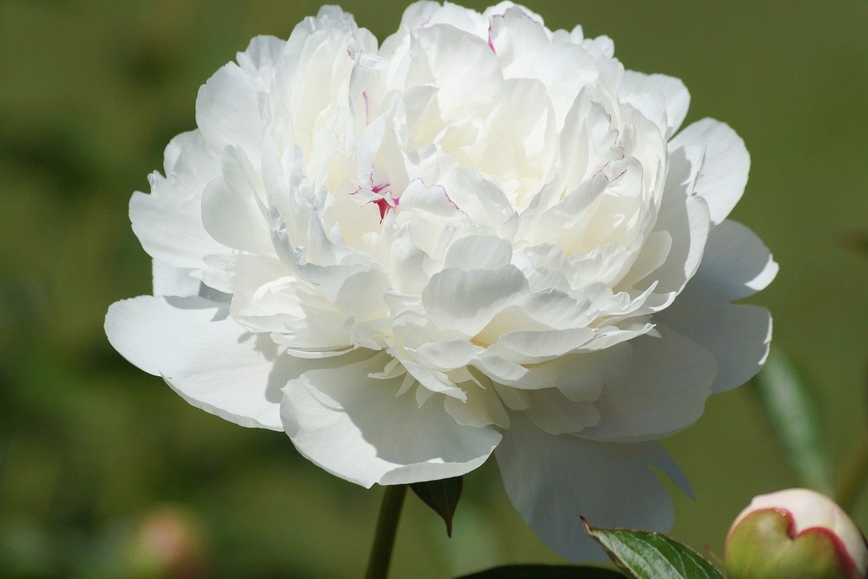 Пион "White Sarah Bernhardt" (Уайт Сара Бернар)