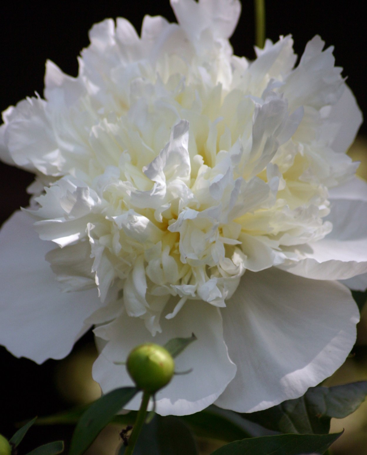 Пион (Paeonia Single White