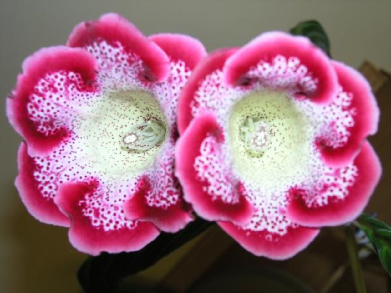 Глоксиния / gloxinia