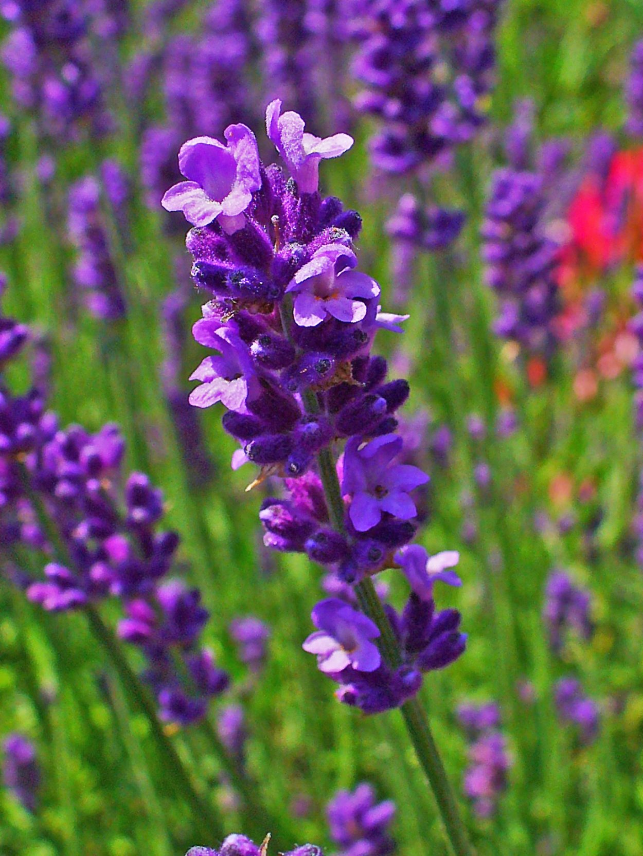 Lavandula angustifolia Munstead