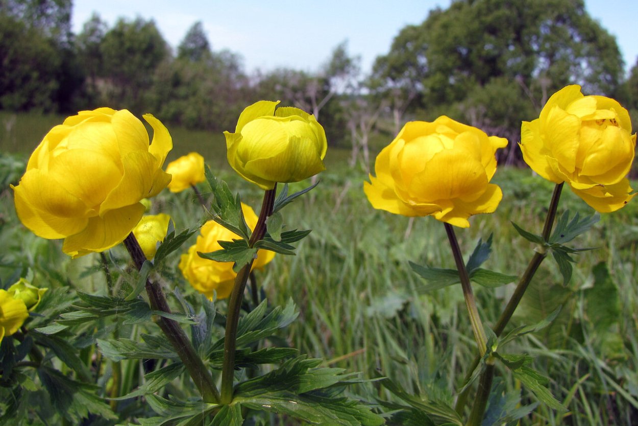 Купальница (Trollius)