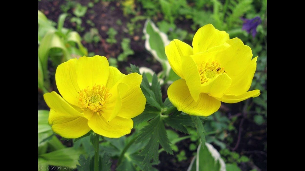 Купальница (Trollius)