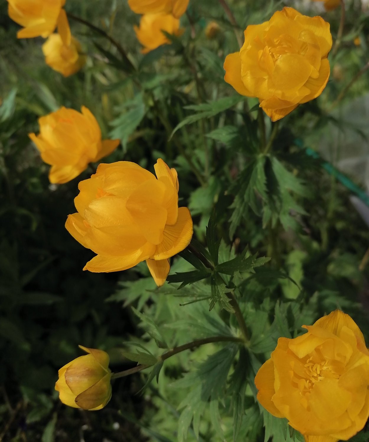 Купальница Кытманова . . . . . С3. . . , Trollius kytmanovii