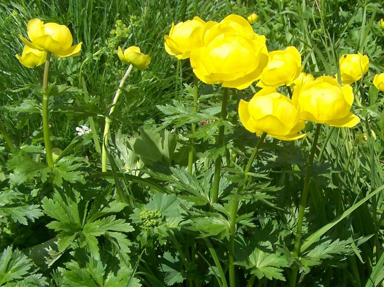 Купальница европейская (Trollius europaeus)