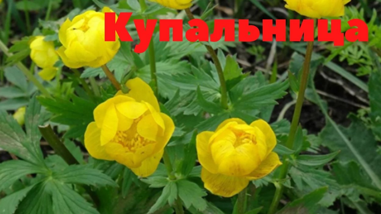 Италмас купальница европейская