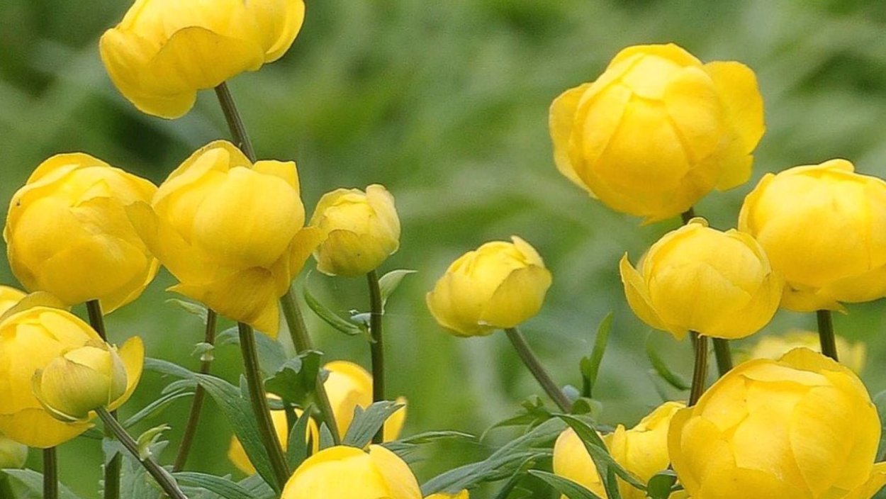Купальница европейская