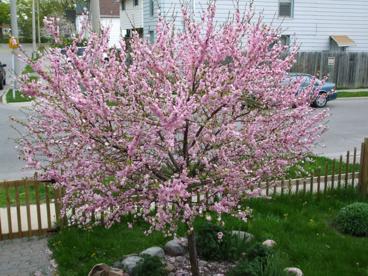 Миндаль трехлопастной Prunus triloba