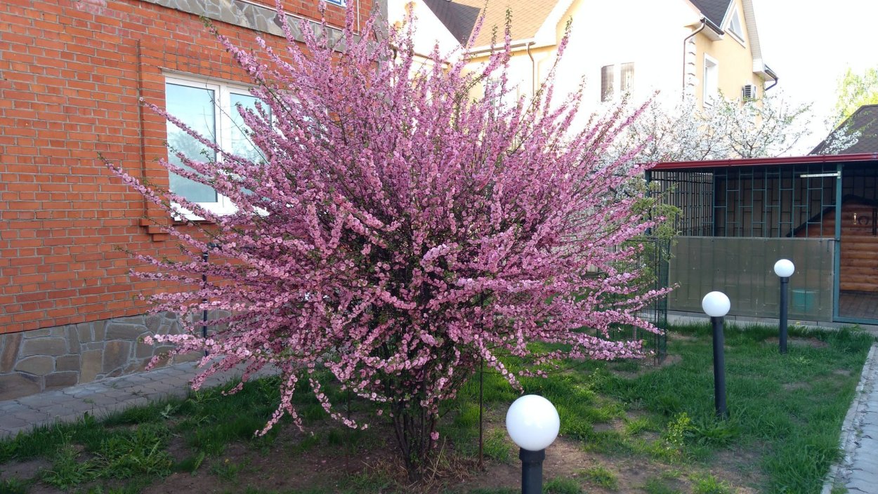 Луизеания (миндаль трехлопастный, Сакура)