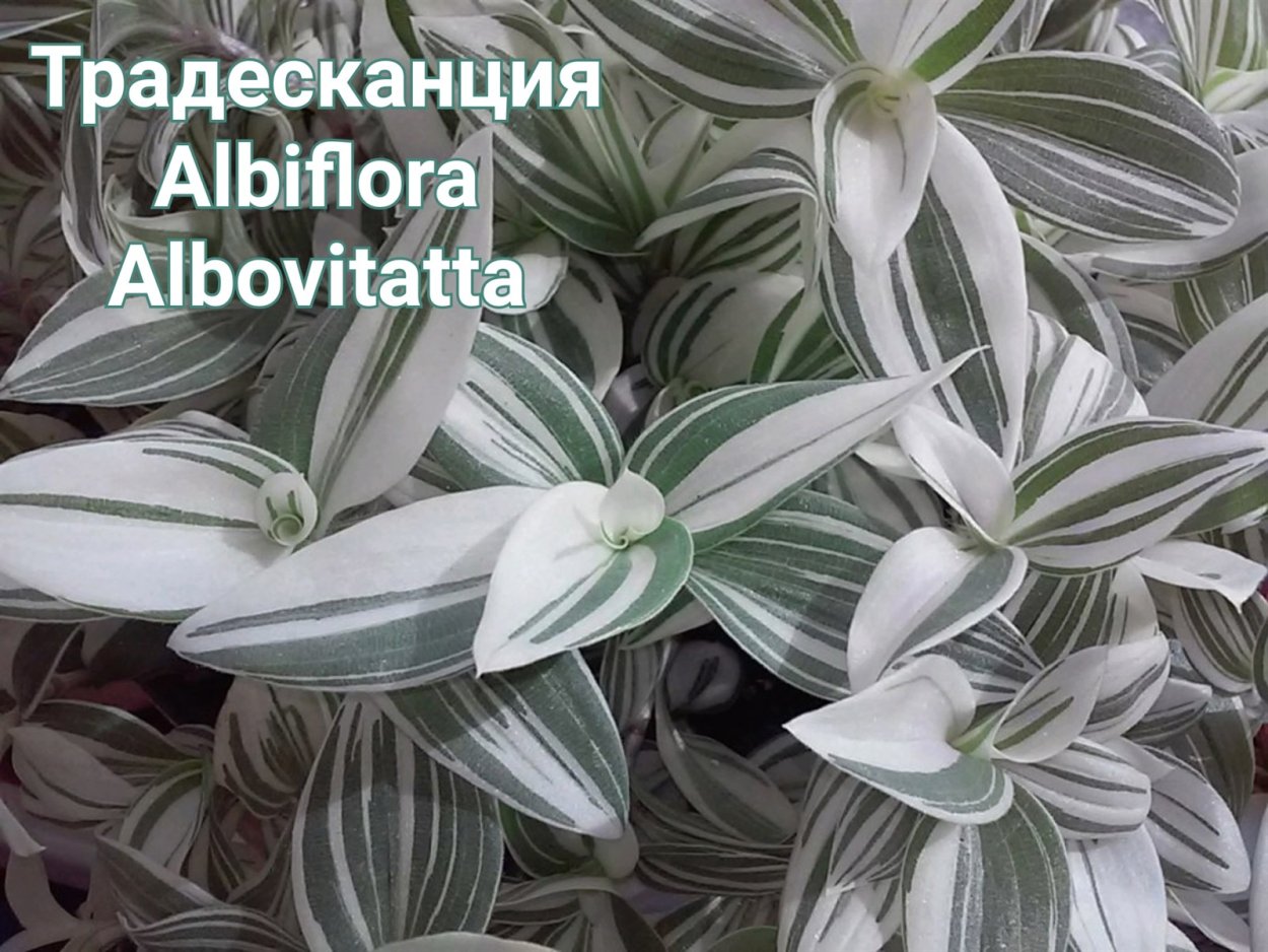 Традесканция белоцветковая альбовитата