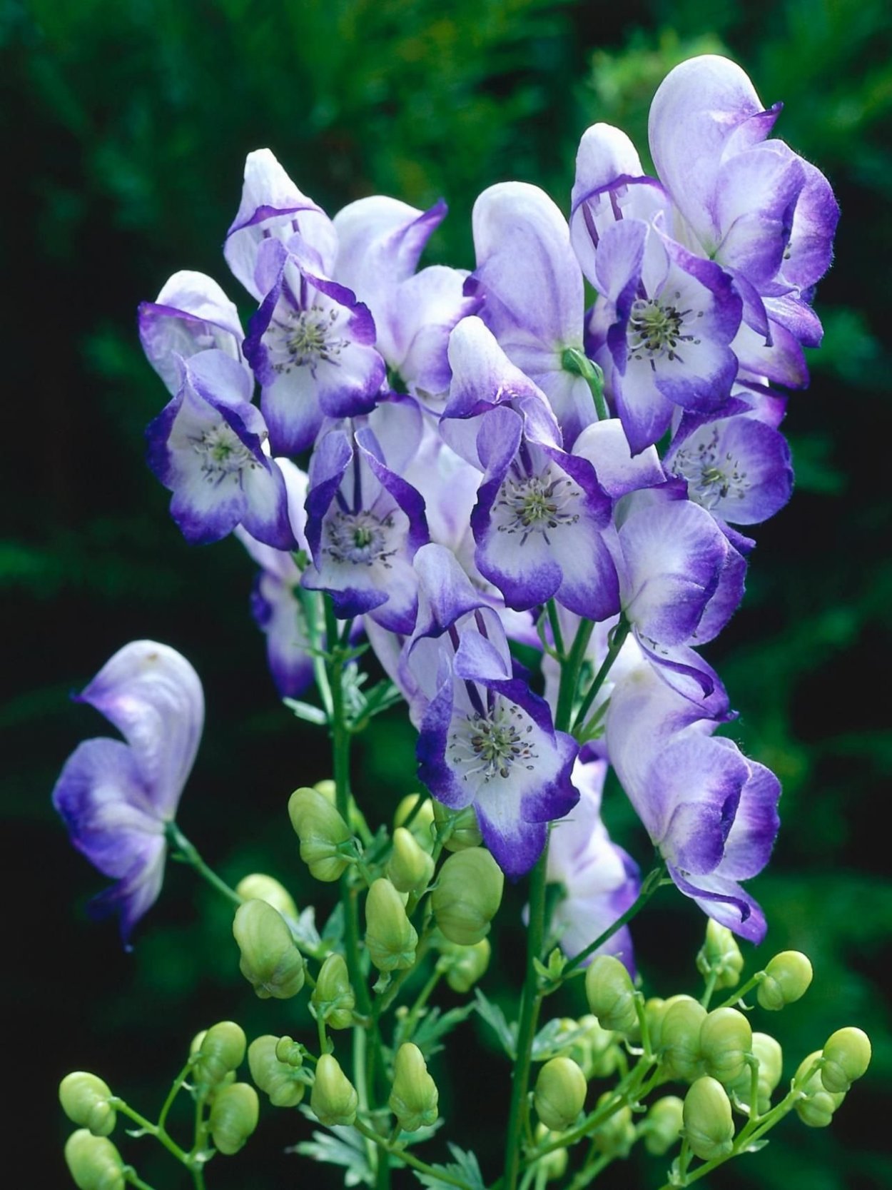 Аконит Кармихеля (Aconitum carmichaelii `arendsii`)