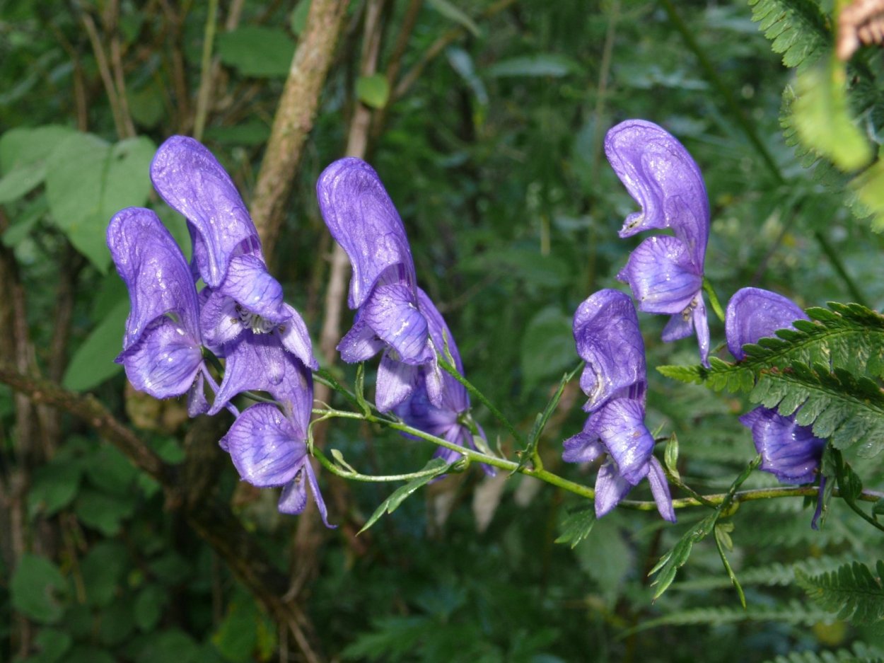 Aconitum - Аконит lamarckii