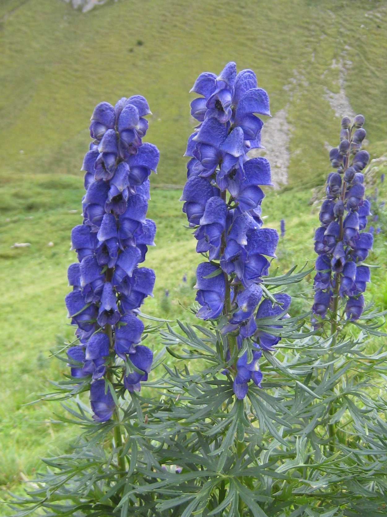 Аконит клобучковый (Aconitum napellus `album`)