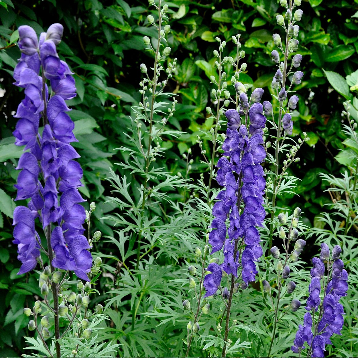 Аконит клобучковый Aconitum napellus
