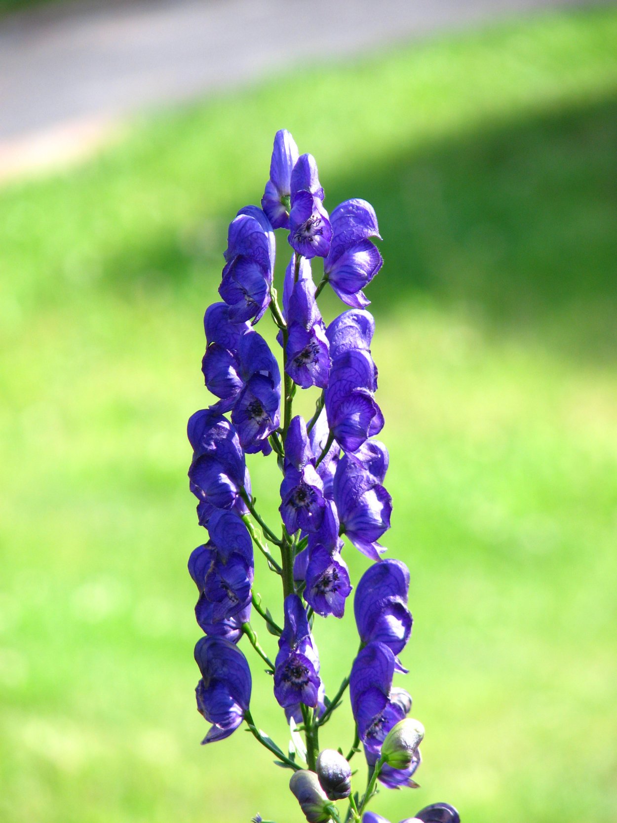 Aconitum / Аконит (борец) ’
