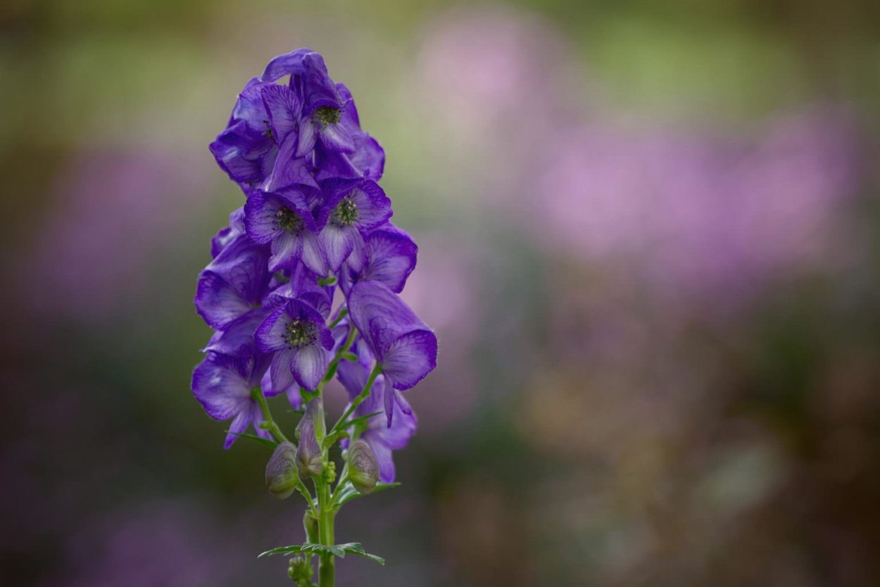 Aconitum napellus