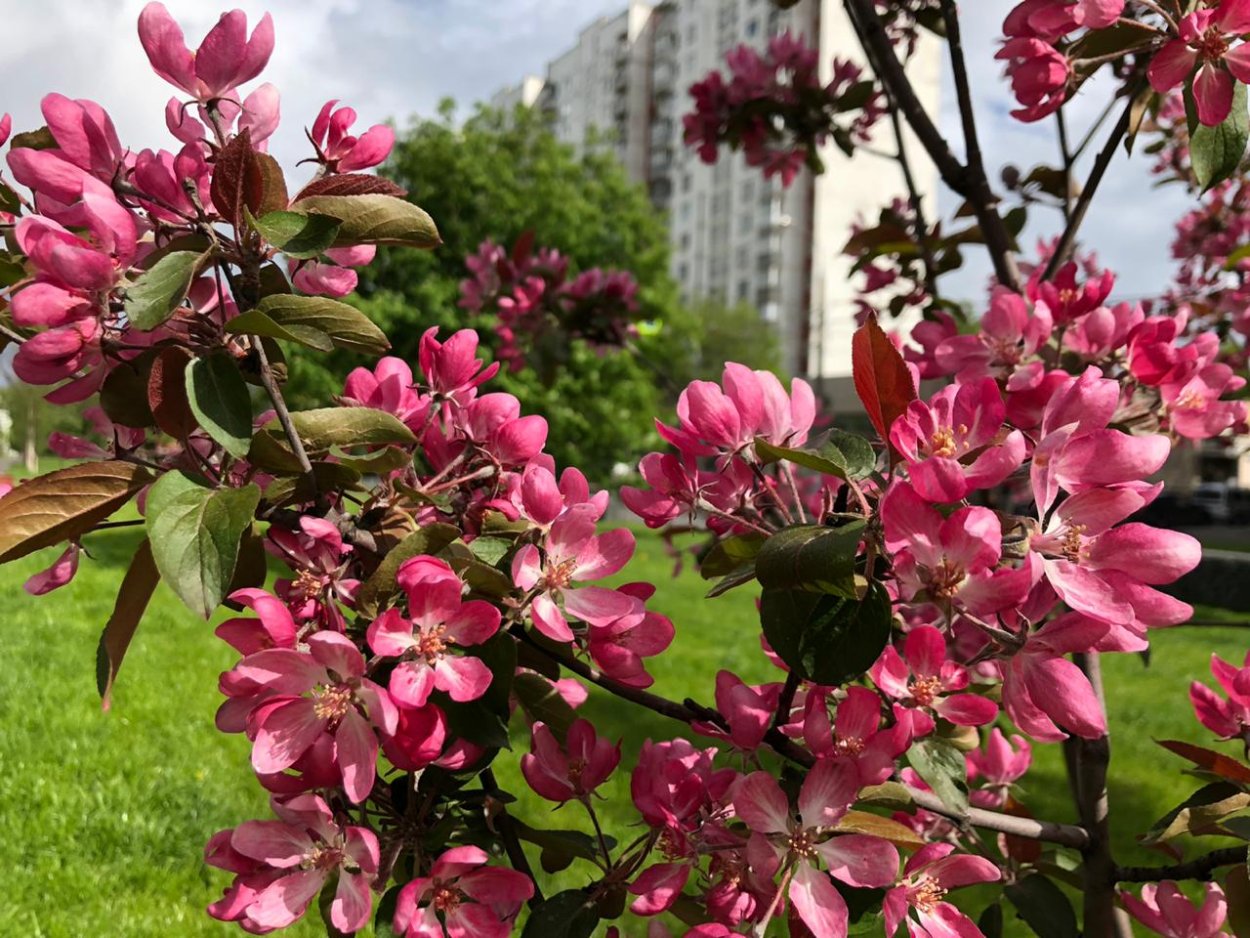 Яблоня Хелена Недзвецкого