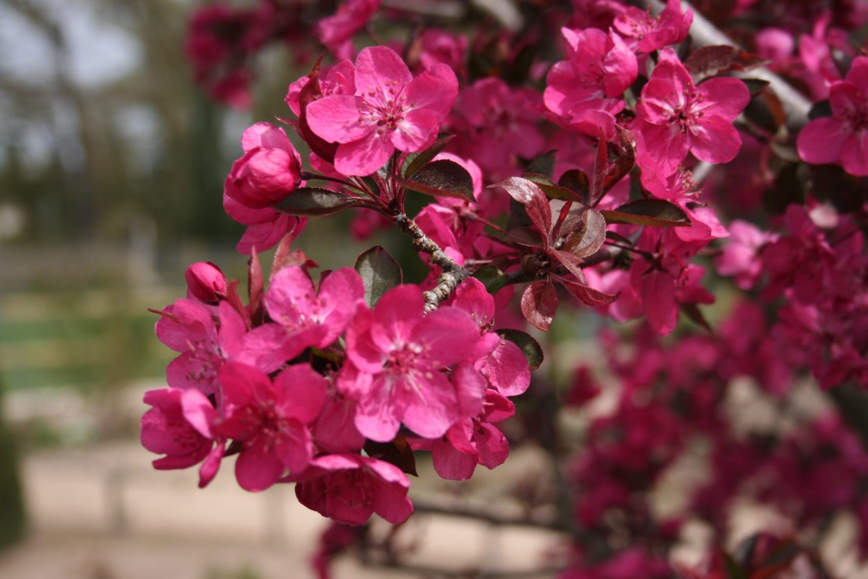 Яблоня Malus Royalty