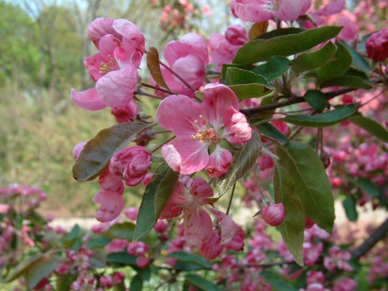 Яблоня Malus purpurea
