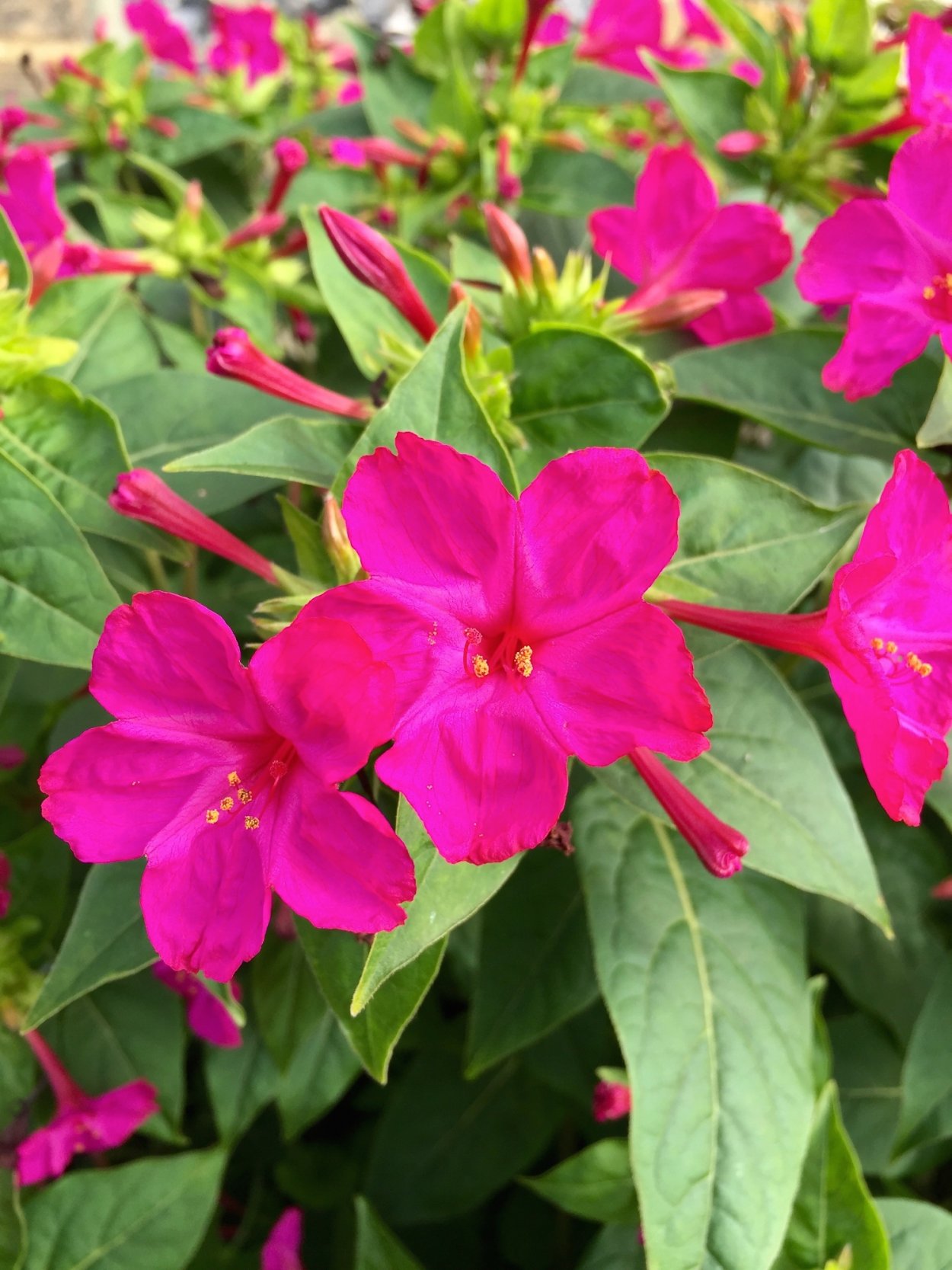 Мирабилис ялапа (Mirabilis Jalapa)