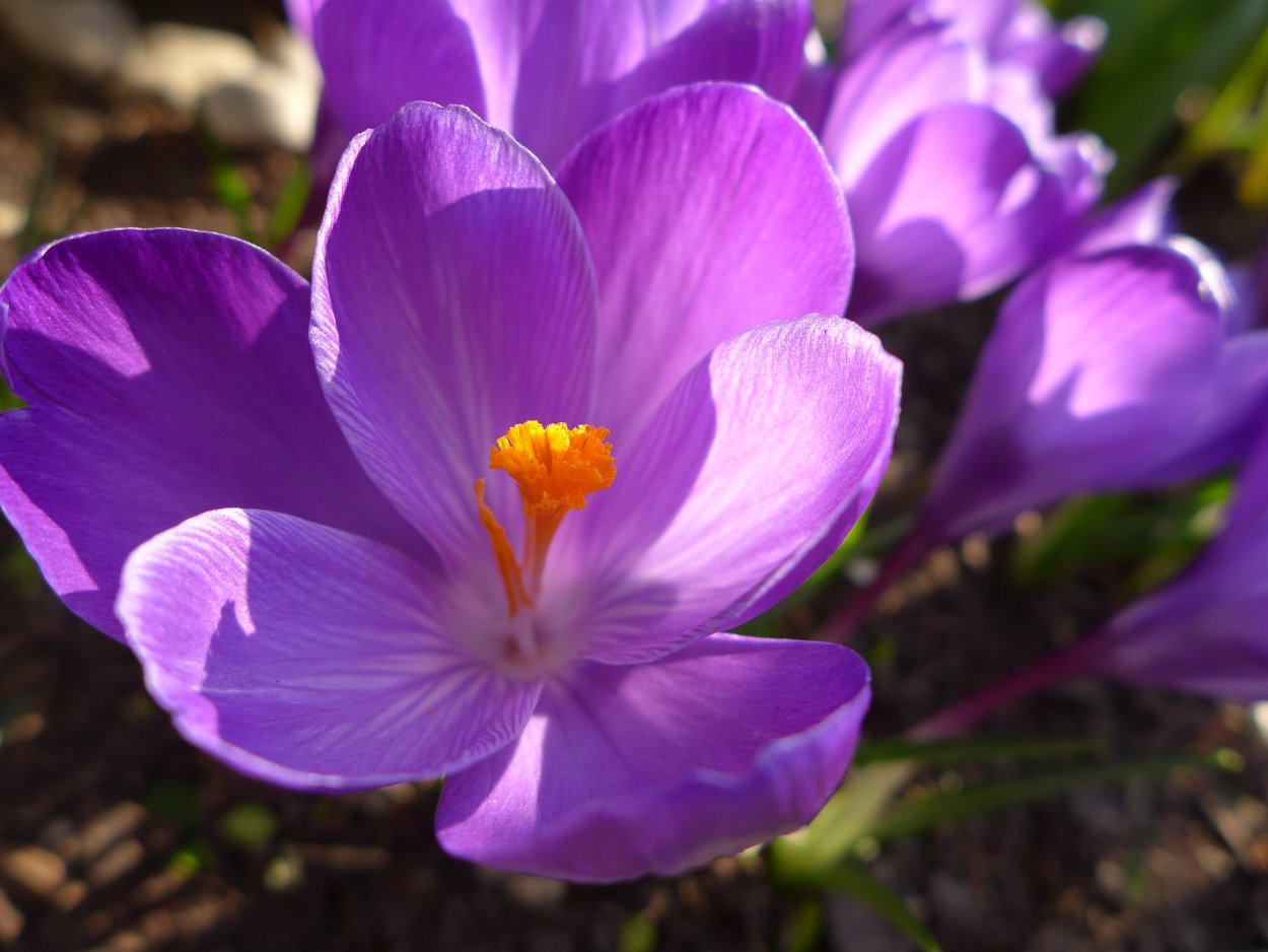 Весенние цветы фиолетовые