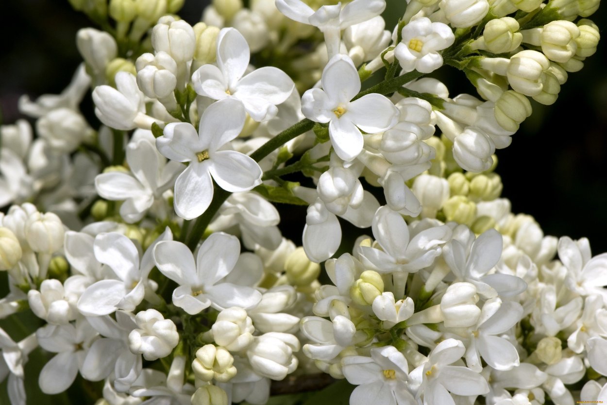 Сирень обыкновенная белая Primrose