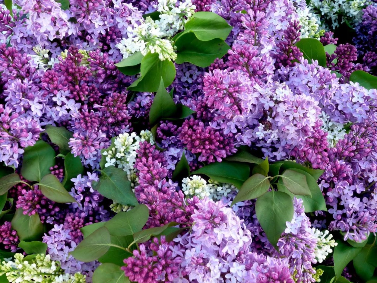 Сирень Кавур