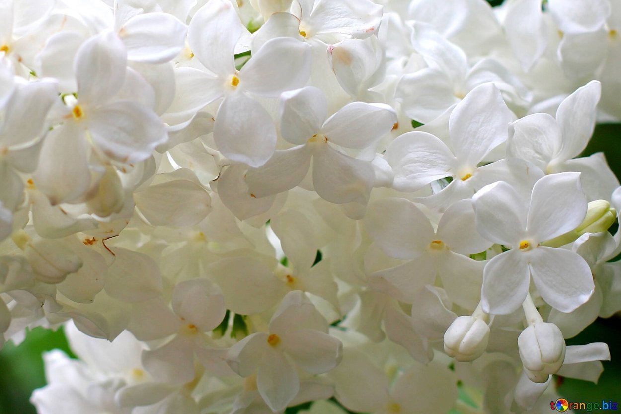 Сирень обыкновенная Primrose