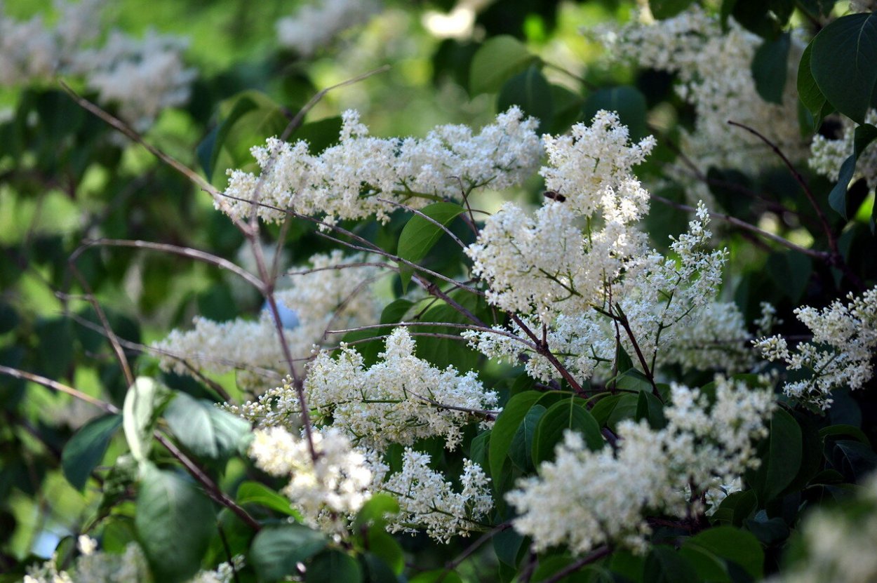 Сирень Амурская кустарник