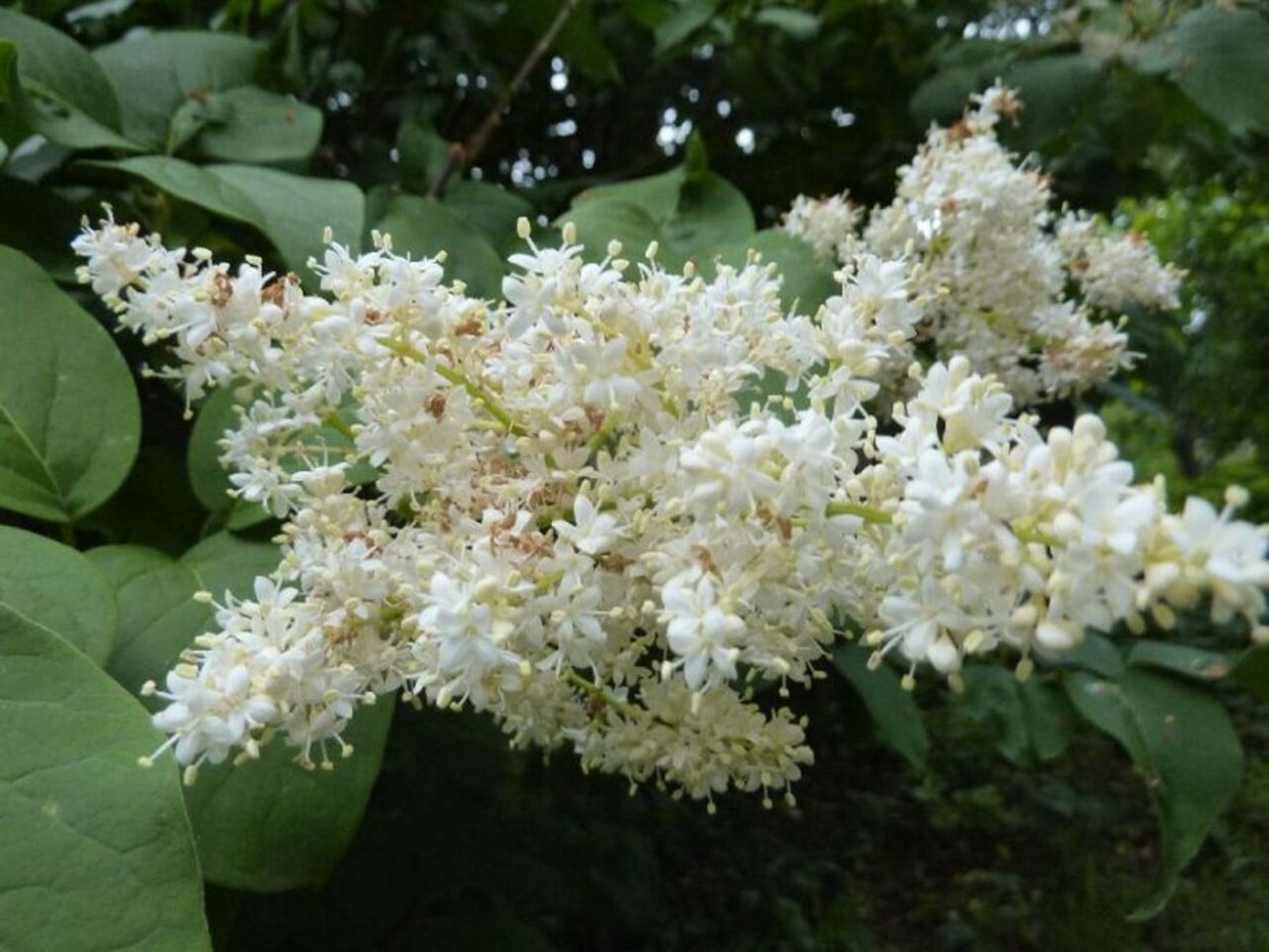 Сирень Амурская куст