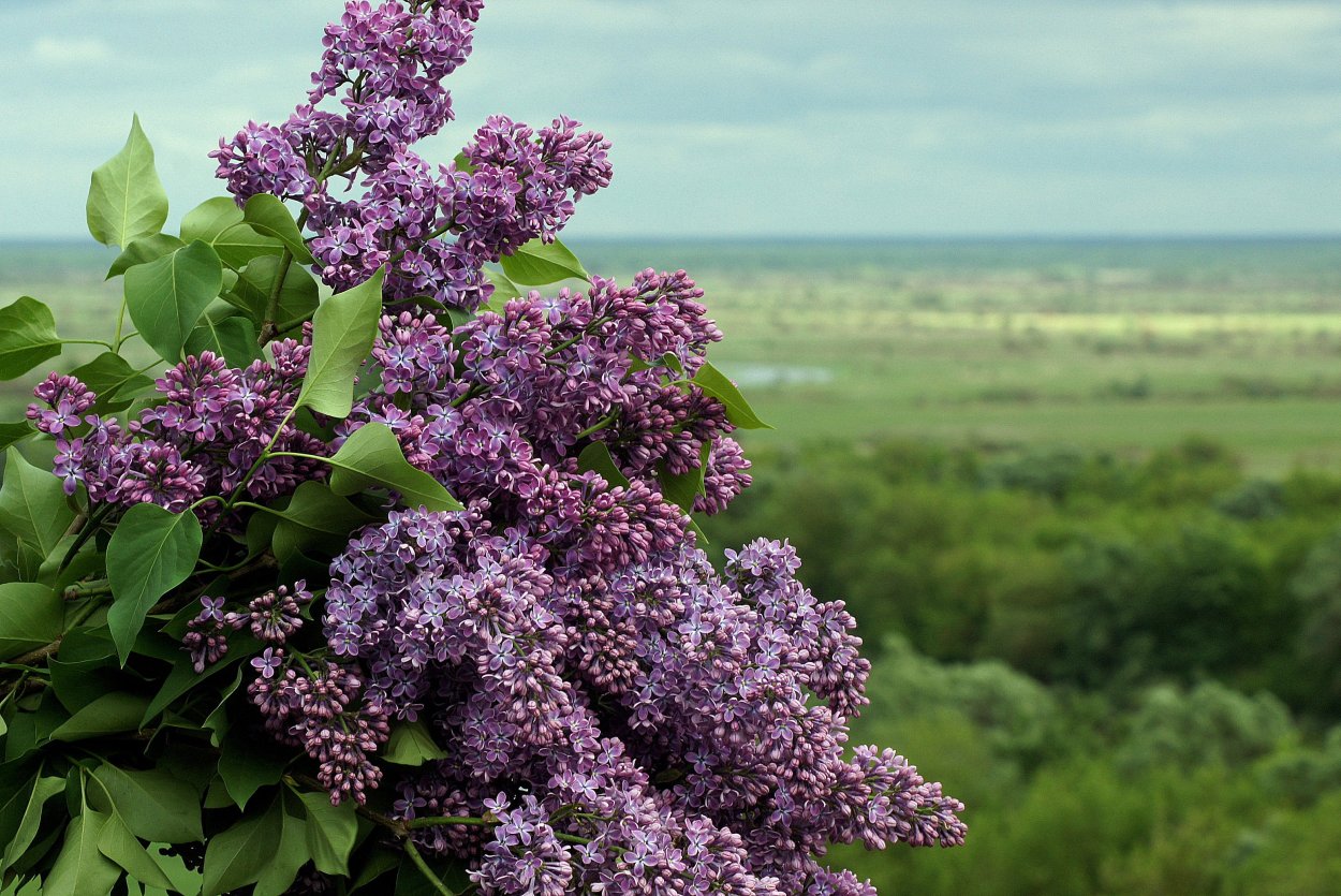 Сирень Генри