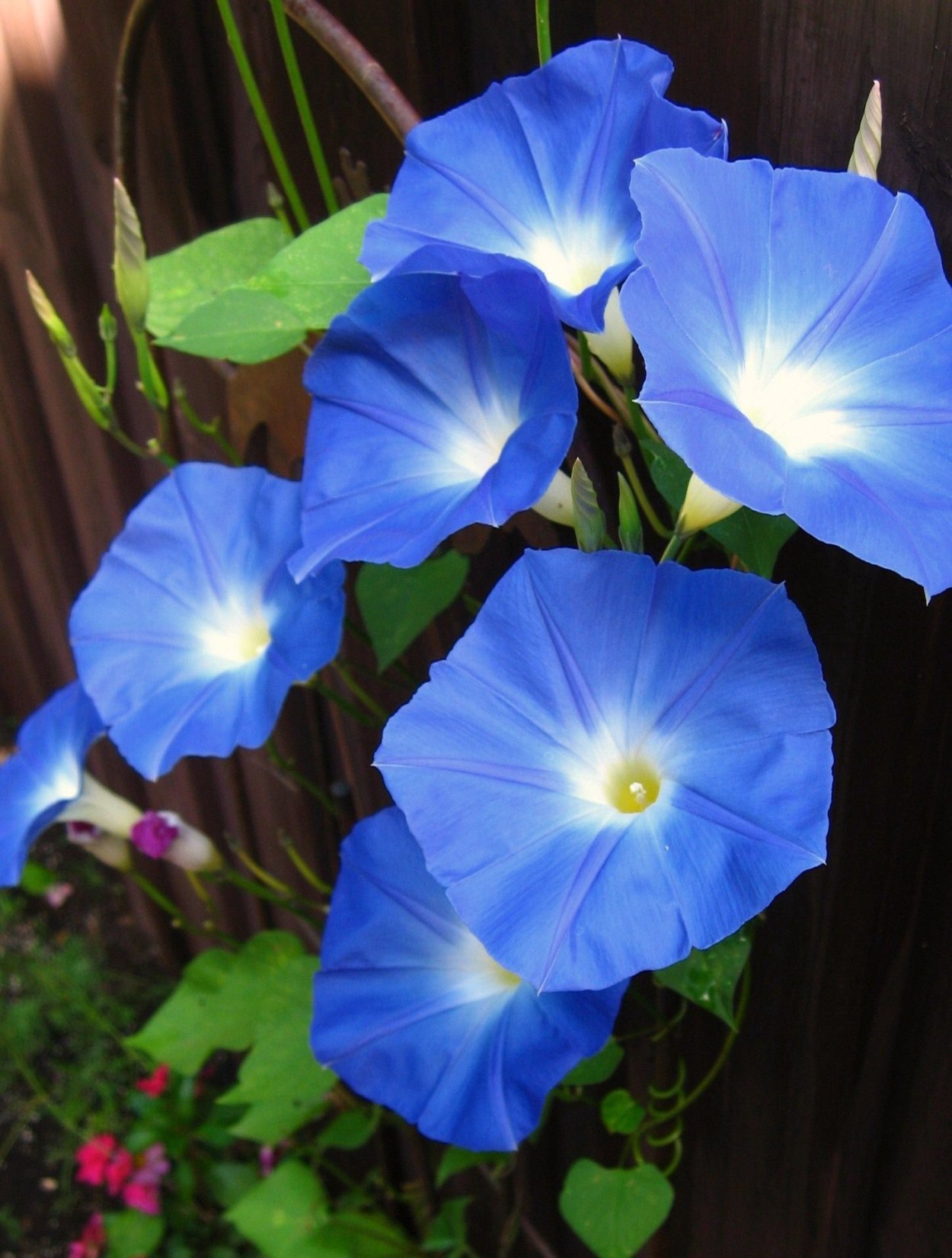 Ипомея трехцветная Ipomoea Tricolor