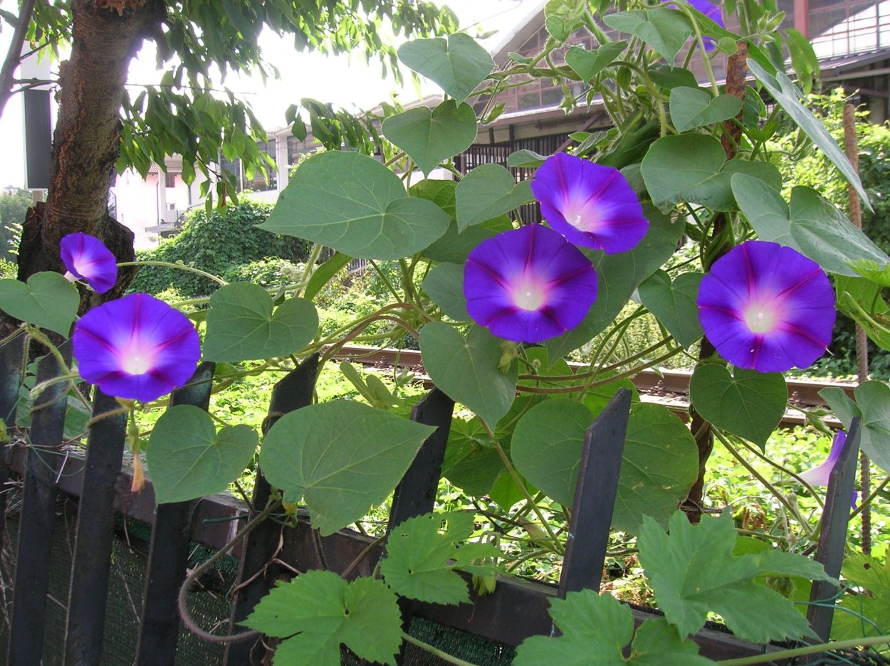 Ипомея purpurea