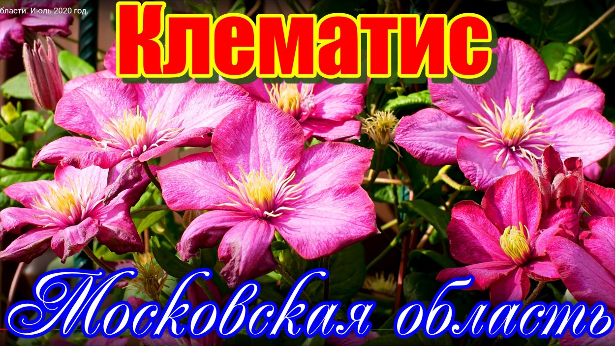 Клематис балет Скет