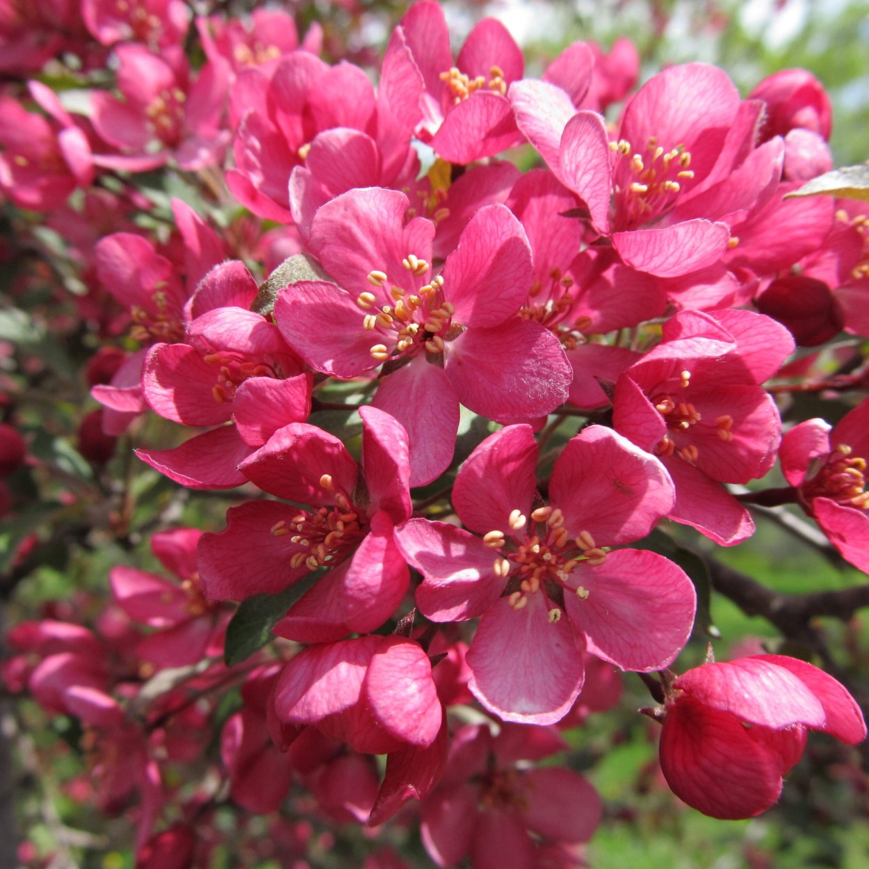 Яблоня декоративная "Прериефайер", Malus "Prairiefire"