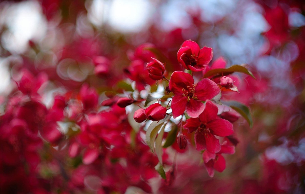 Яблоня Red Jewel