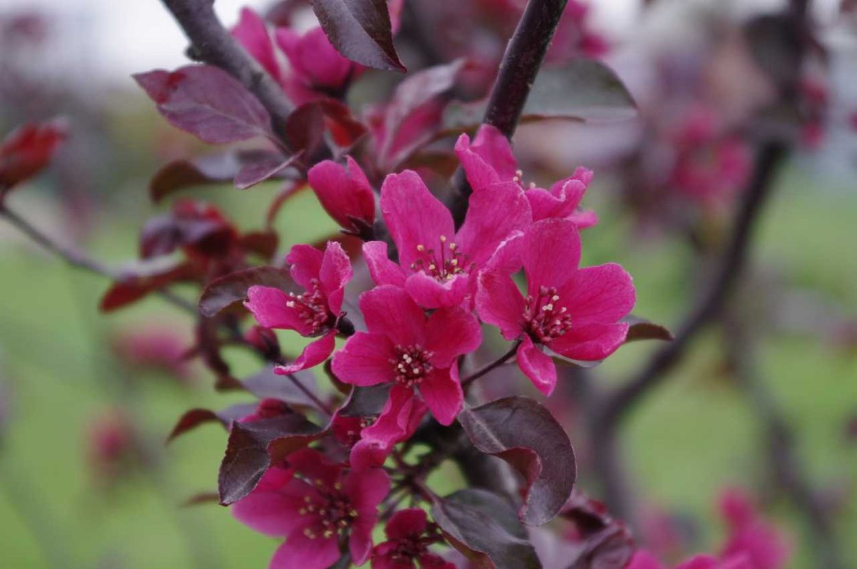 Яблоня "роялти" - Malus "Royalty"