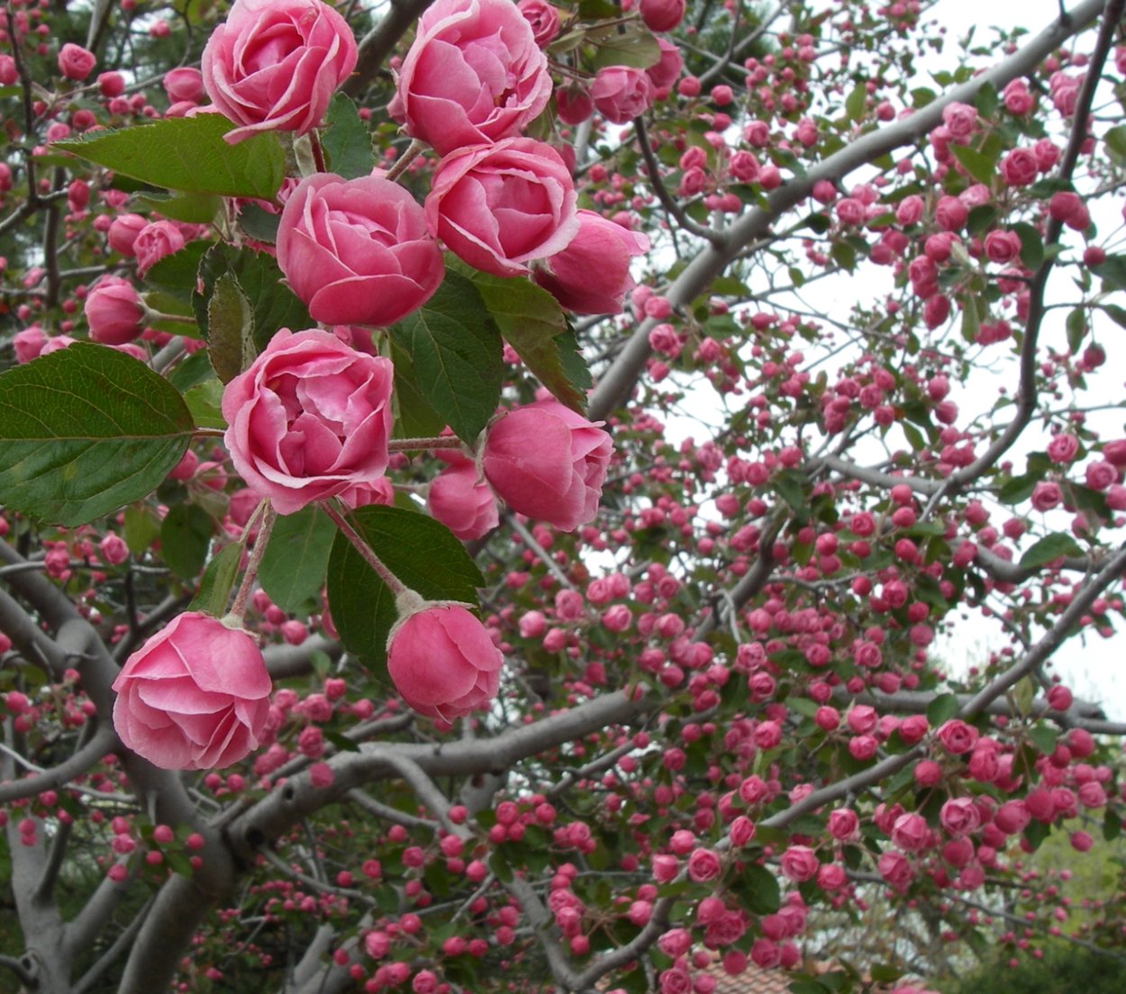 Malus Evereste яблоня