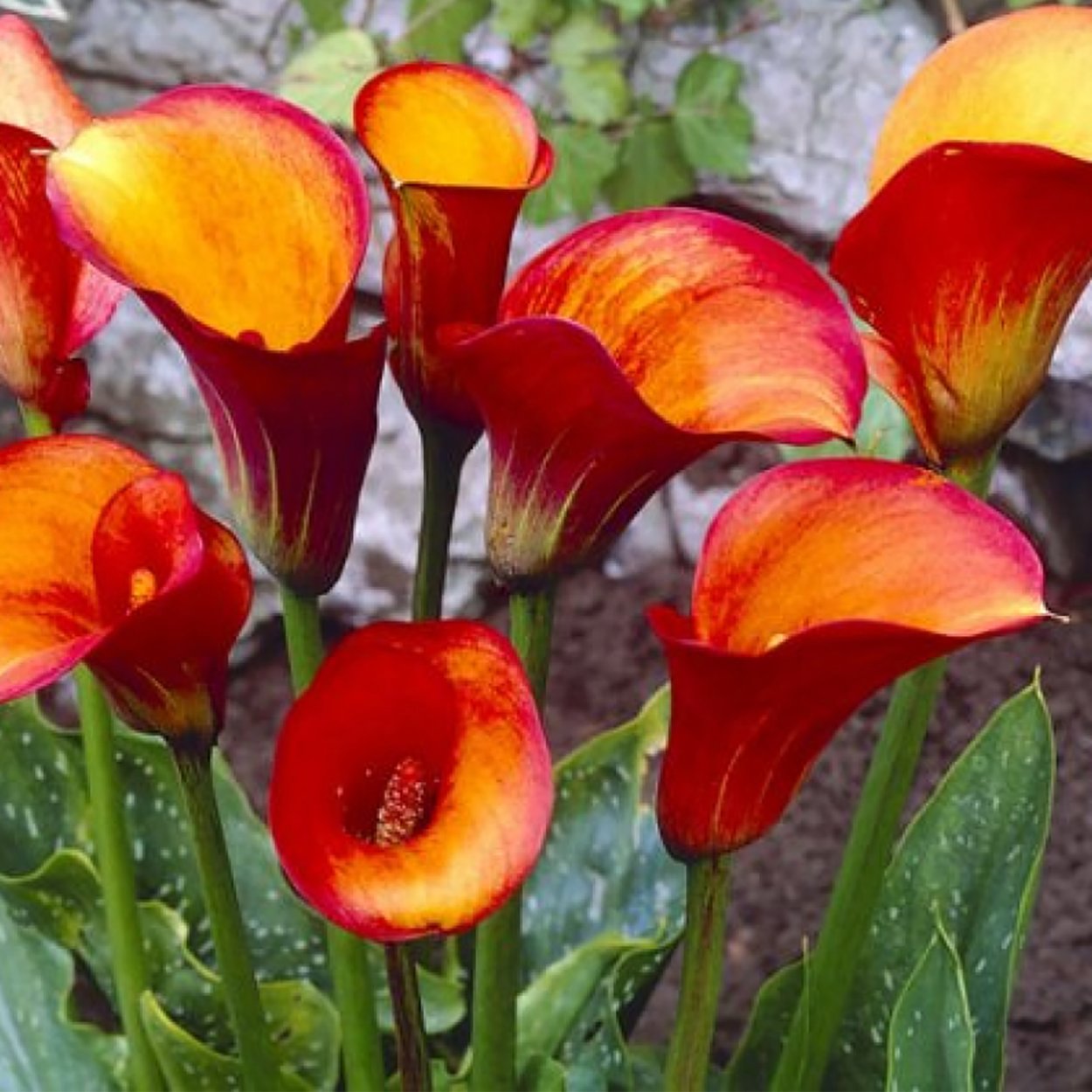 Zantedeschia Flame Калла