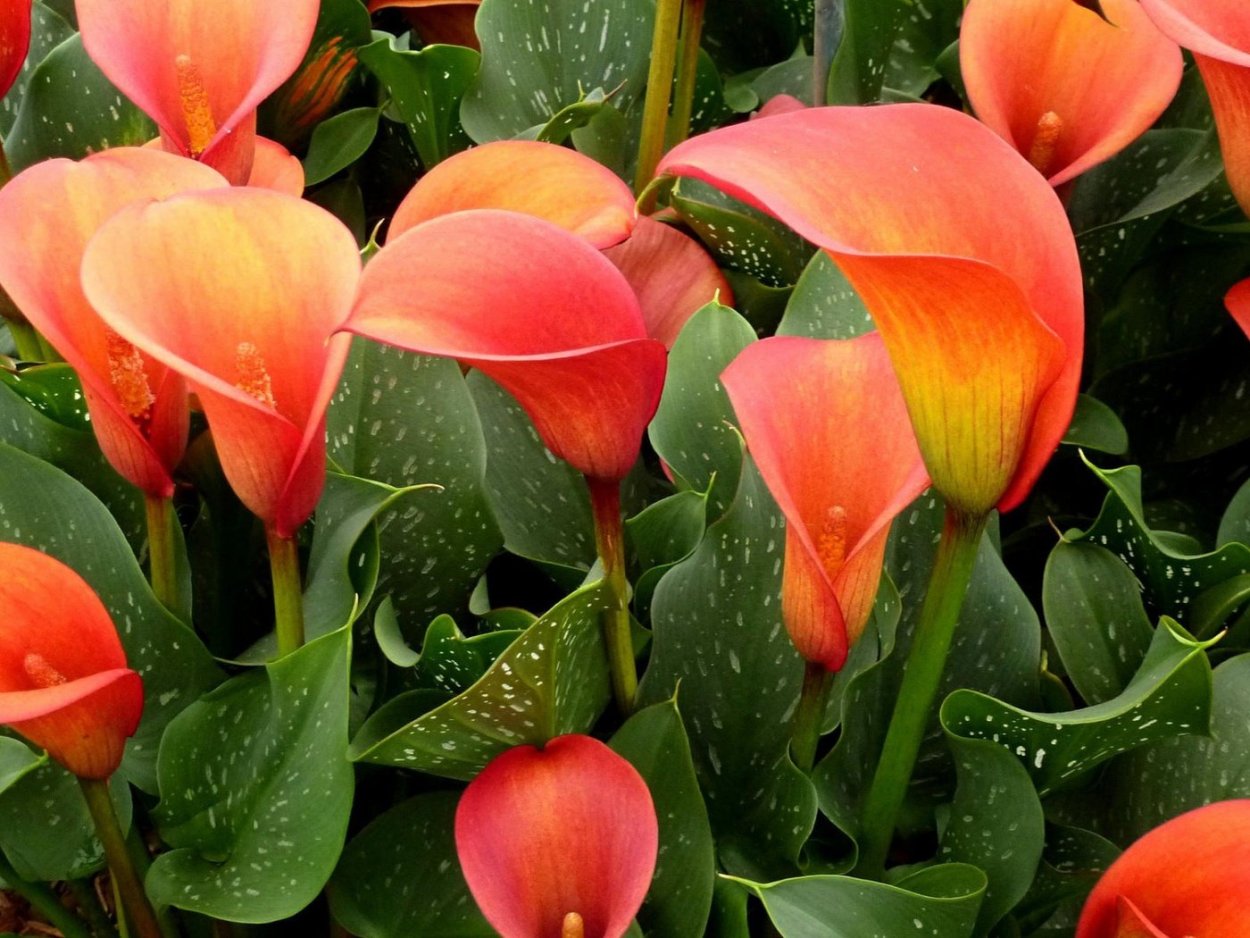 Калла(Zantedeschia) Treasure
