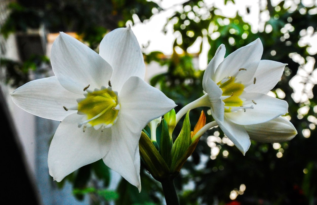 Эухарис grandiflora