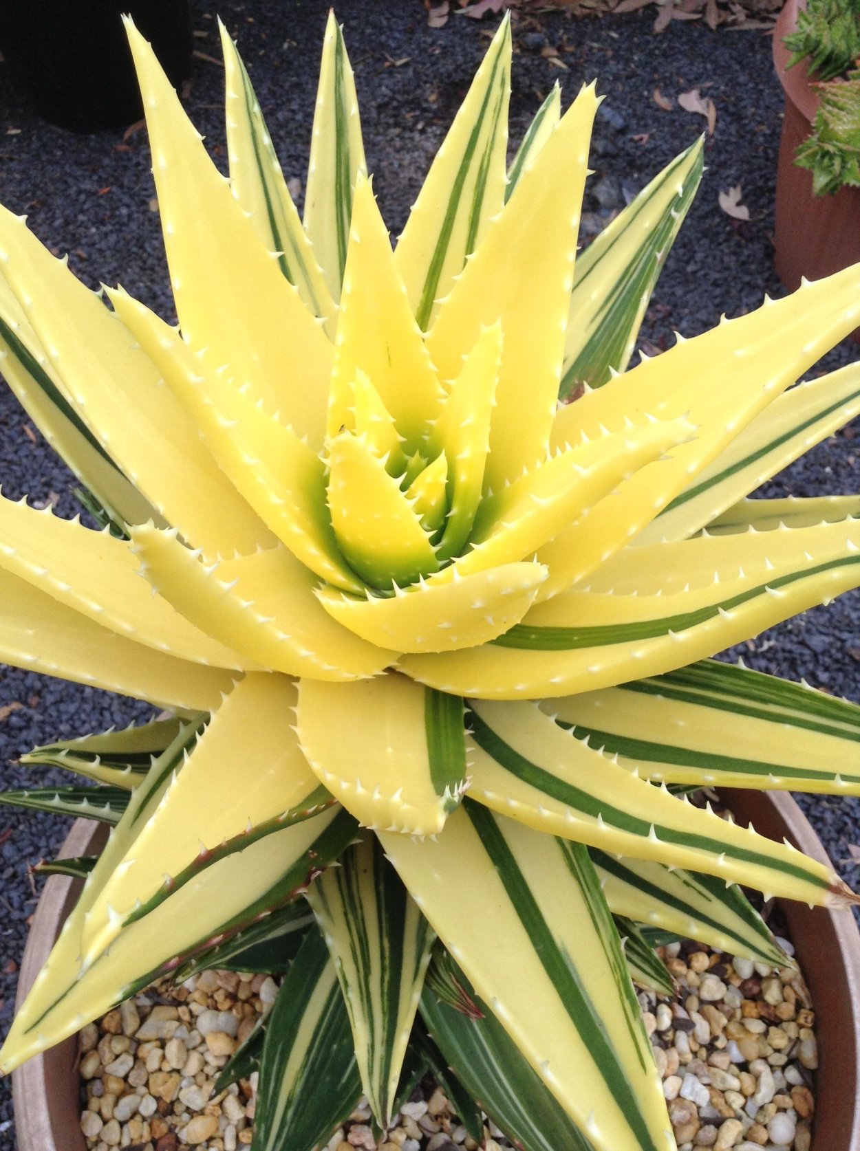 Алоэ variegata