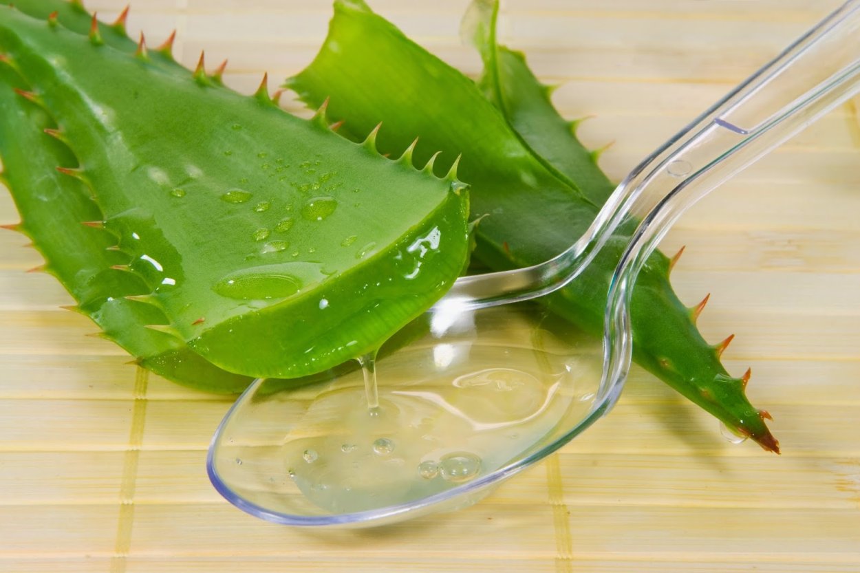 Алоэ Вера Aloe Vera