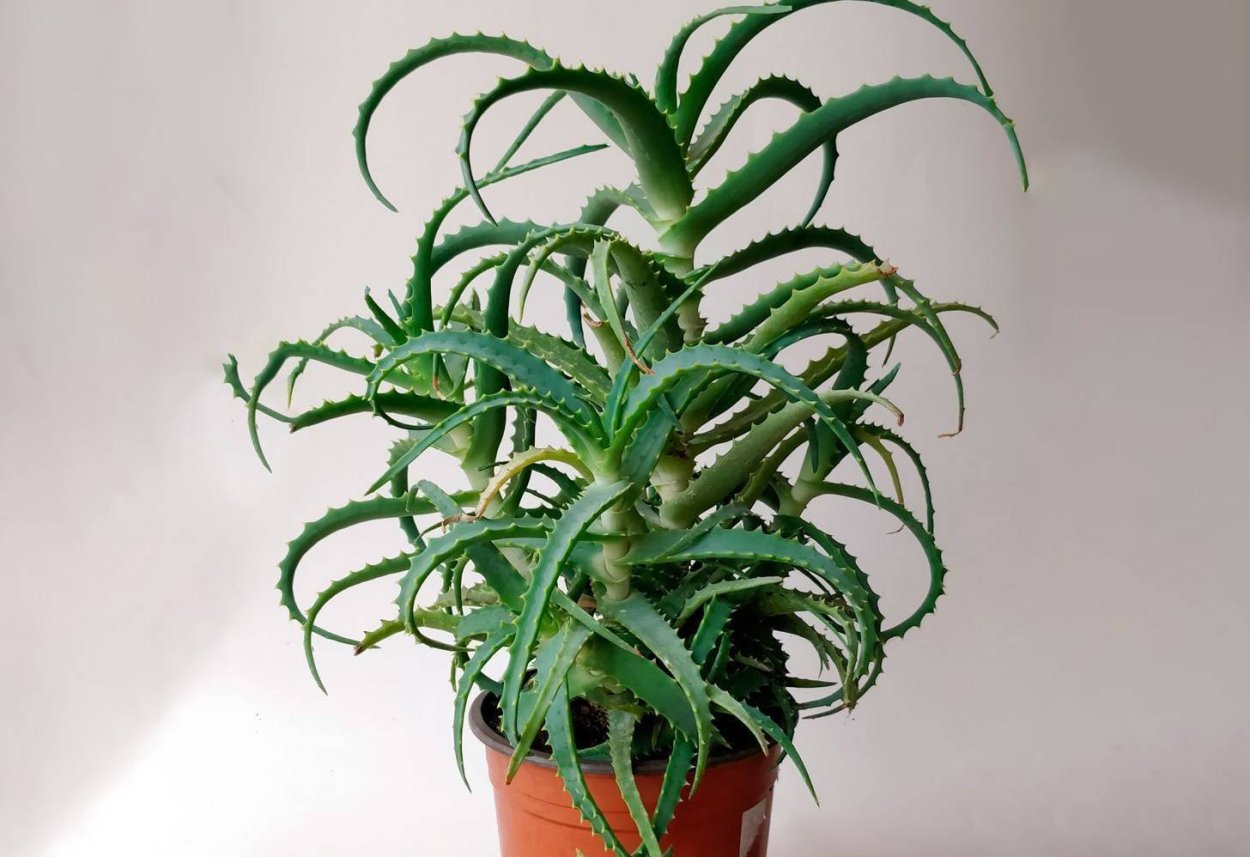 Алоэ древовидное (Aloe arborescens)
