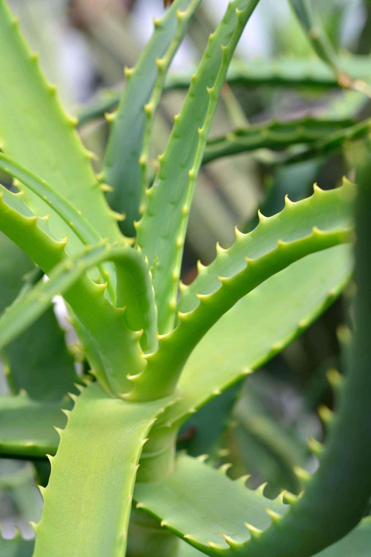 Алоэ Вера Aloe Vera
