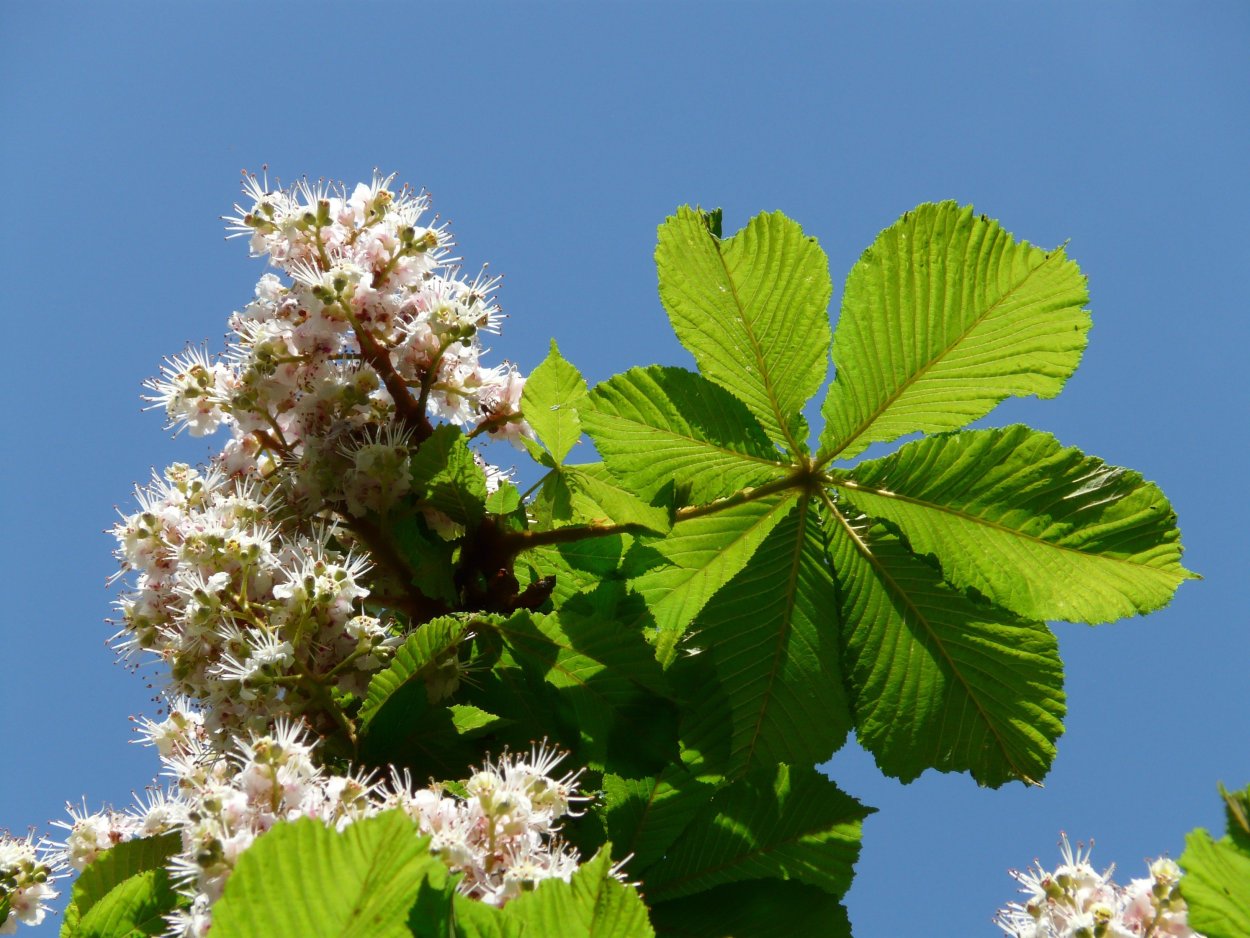 Конский каштан обыкновенный Aesculus hippocastanum