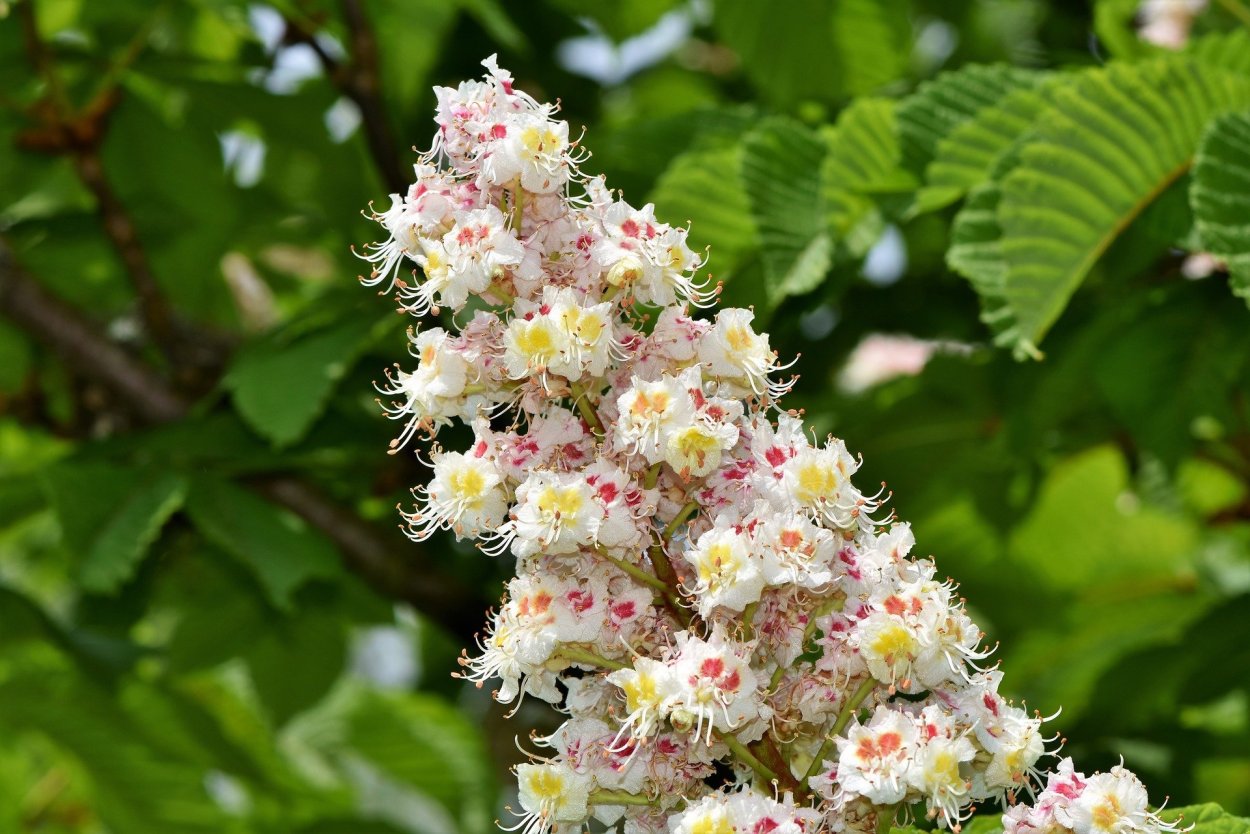 Каштан конский (Aesculus)