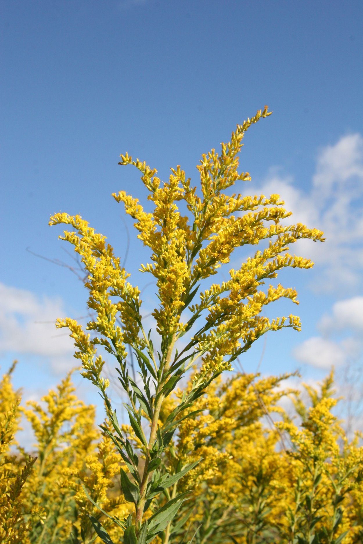 Полевые желтые цветы кисточкой Solidago